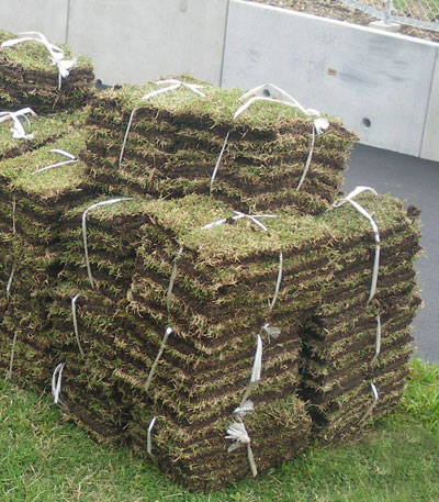 取扱商品 野芝 のしば 高麗芝 こうらいしば 法面緑化 ロンタイ 株式会社 つくばグリーン Hanak Fukushima Jp